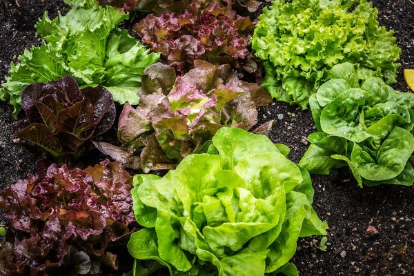 salad, salad plant, lettuce-2376777.jpg